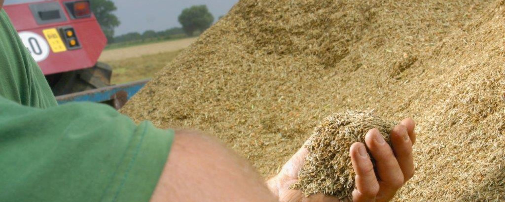 Graszaadteelt