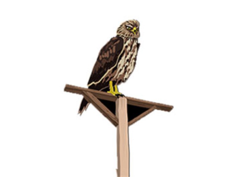 Zitpalen